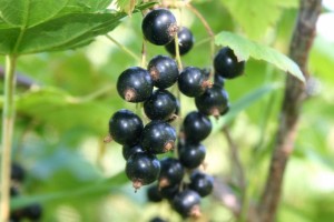 Black_currant