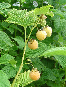 Yellow_Raspberry_cane