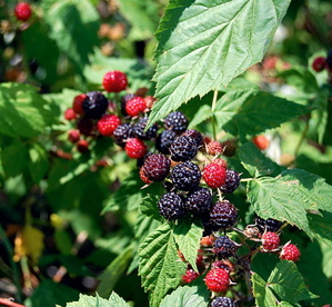 black-raspberries-cane