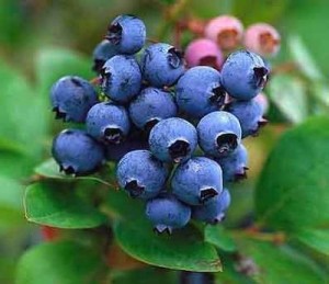 blueberries-cluster