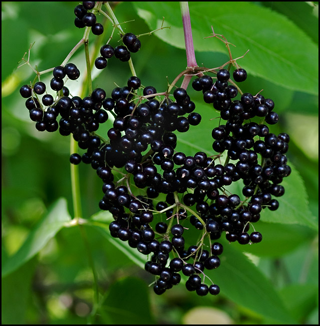 elderberries-cluster