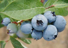 blueberry1